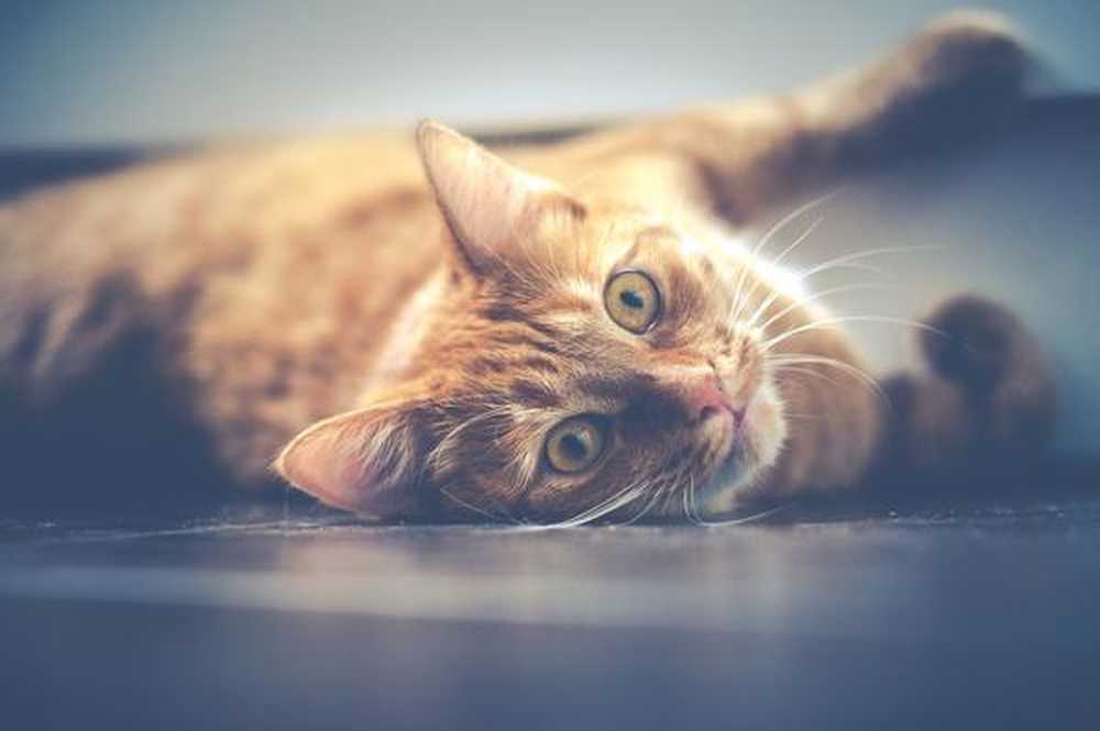 Bedeutung des Träumens über Katzen