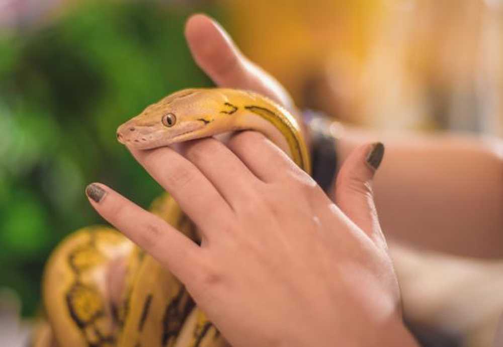 Betydelse av att drömma med ormar
