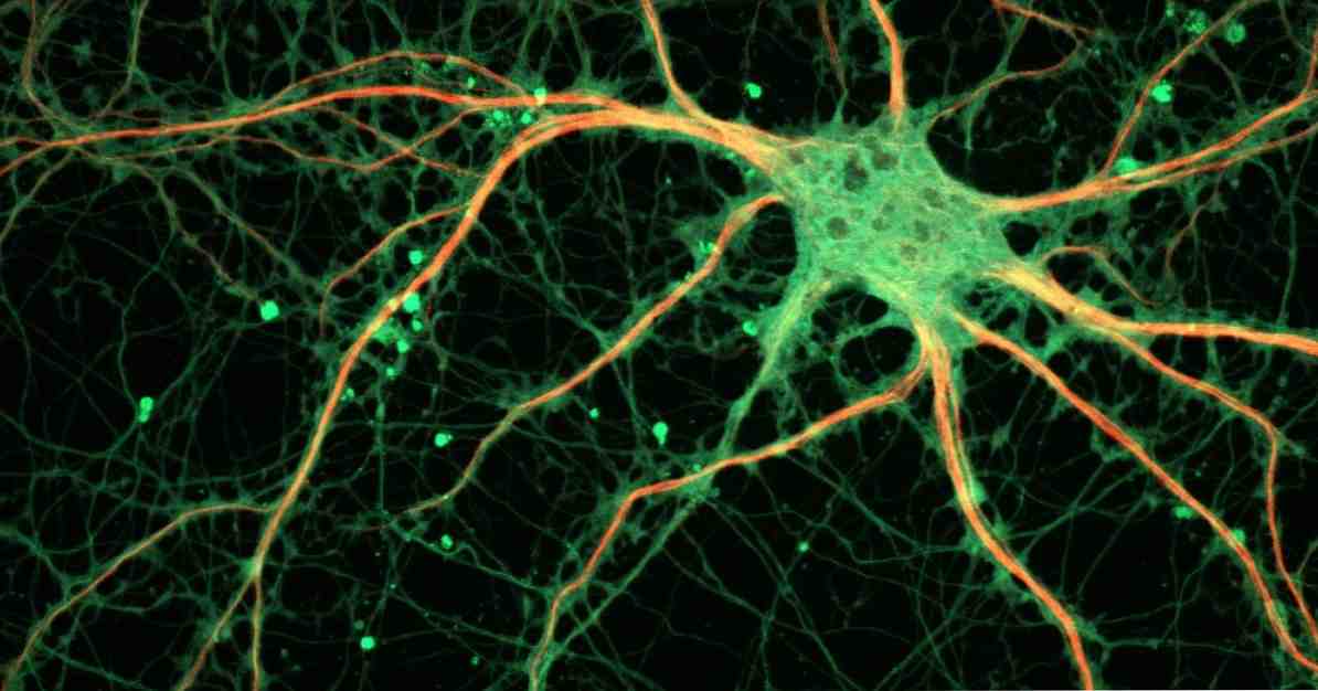 Synaptogenesis 뉴런 사이에 연결은 어떻게 생성 되는가?