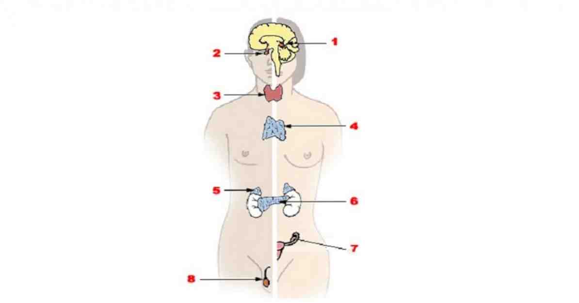 Anatomie du système endocrinien, pièces et fonctions