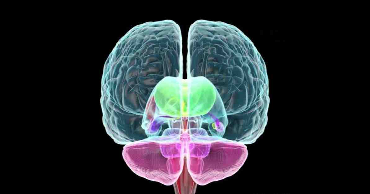 Limbický systém emocionální část mozku