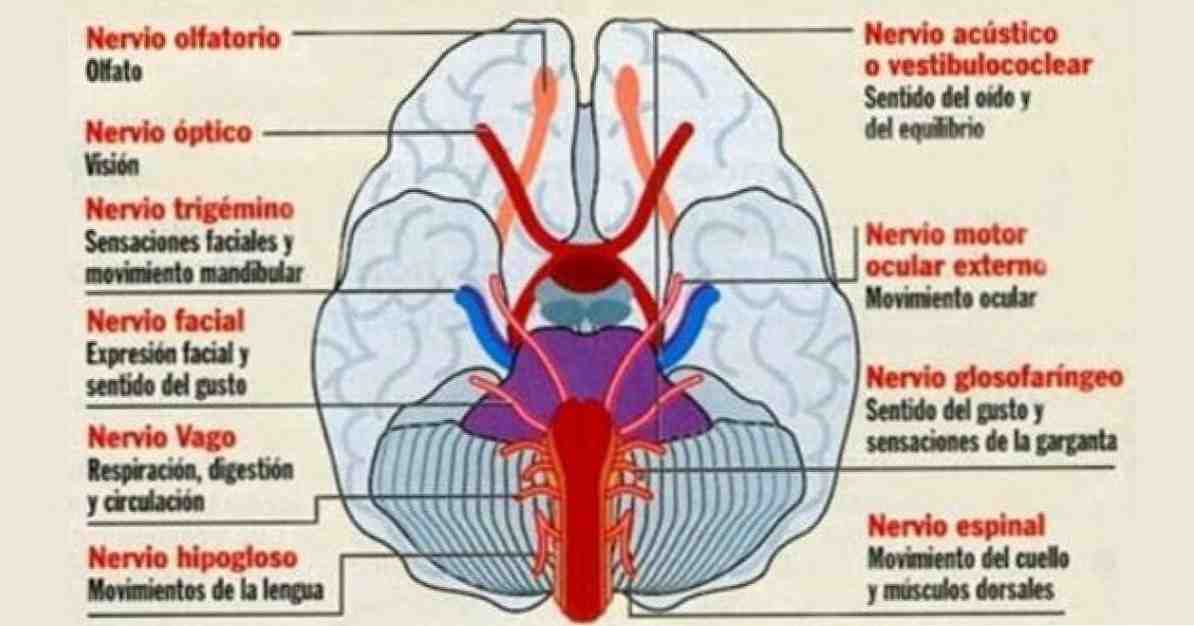 Структури и функции на автономната нервна система