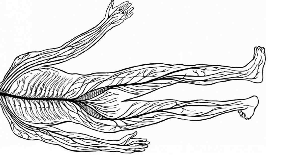 末梢神経系（自律性および体性）部分および機能