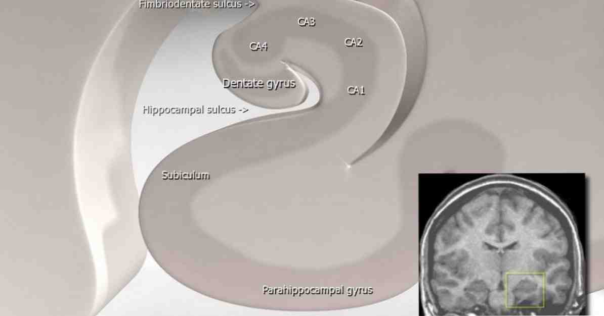 Pièces et fonctions du subiculum de cette structure cérébrale