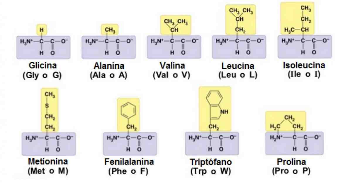 Tabelle mit Funktionen, Typen und Eigenschaften von Aminosäuren