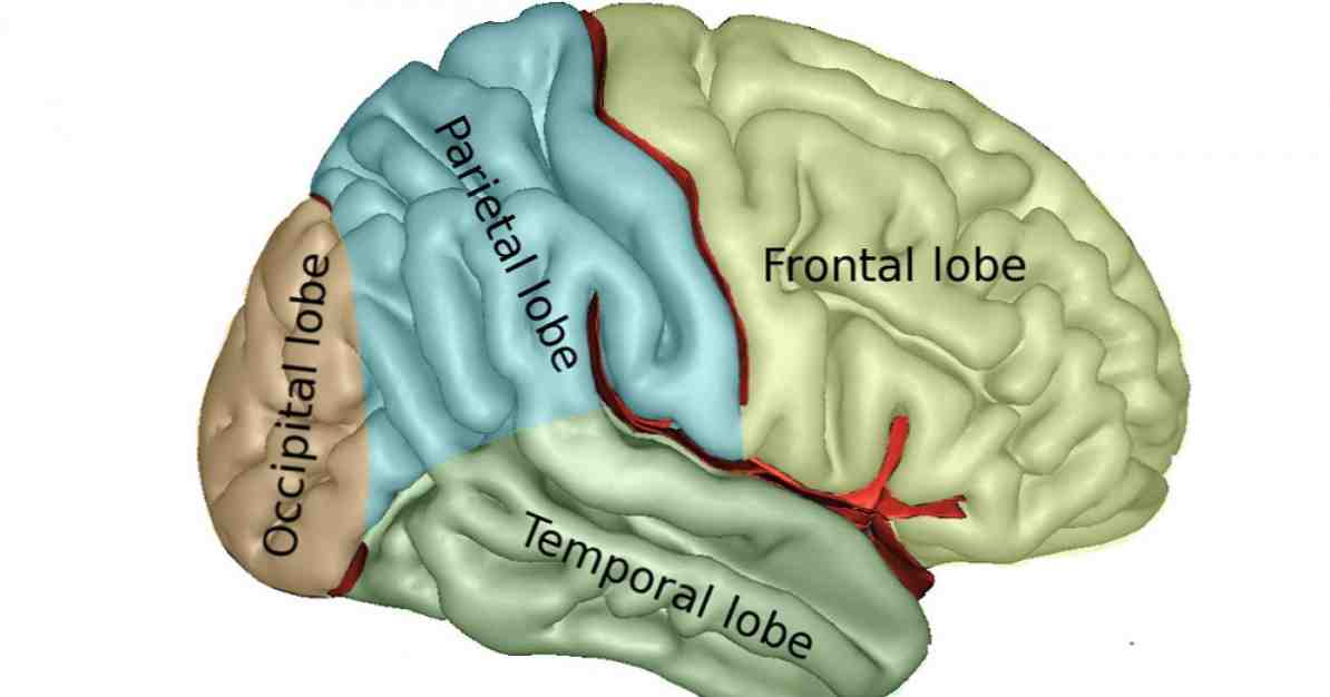 חלקים של Telencphalon ופונקציות של חלק זה של המוח