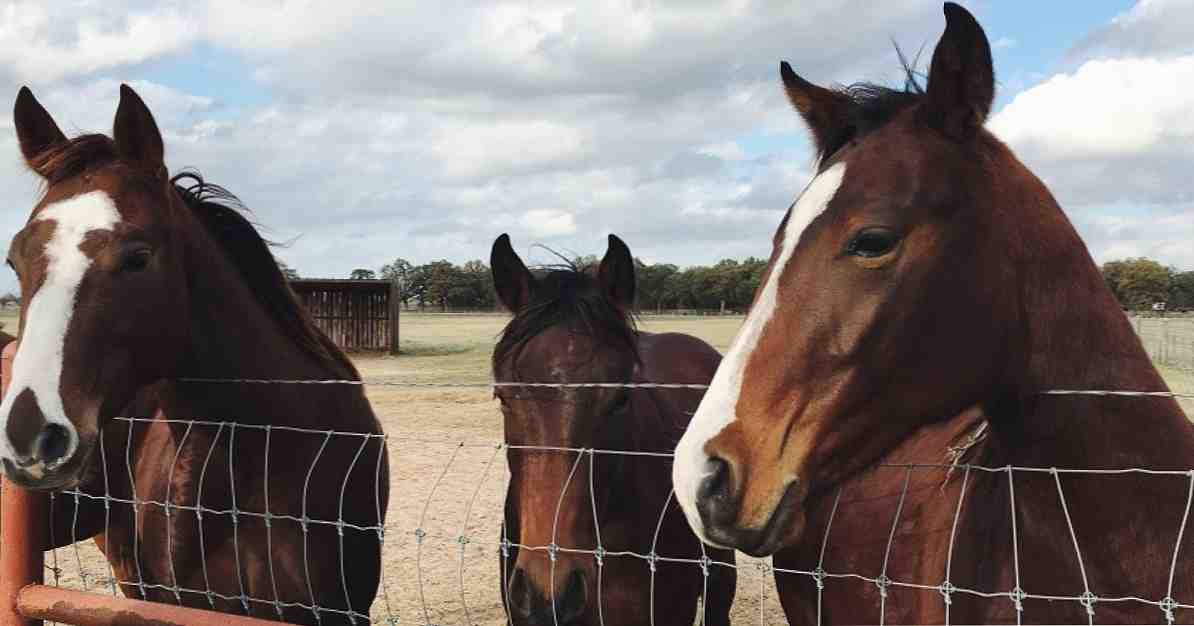Therapie mit Pferden eine alternative therapeutische Ressource / Klinische Psychologie