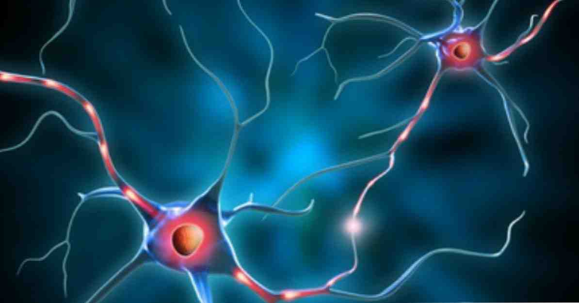 Typer af karakteristiske neuroner og funktioner / neurovidenskab