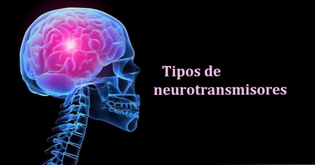 Typer av neurotransmittor funktioner och klassificering / neurovetenskap
