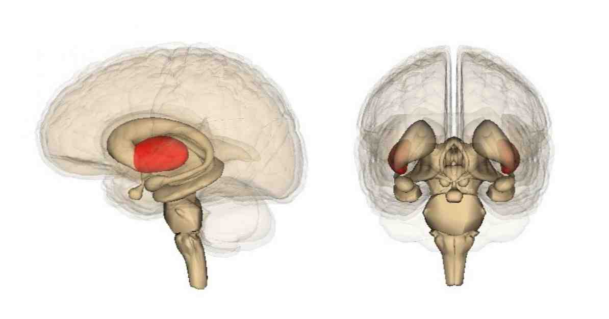 Thalamus anatomi, strukturer og funktioner / neurovidenskab