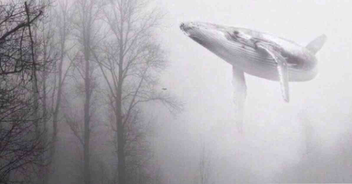 Жорстока російська гра, Синій кит, призвела до самогубства 130 молодих людей / Соціальна психологія та особисті відносини