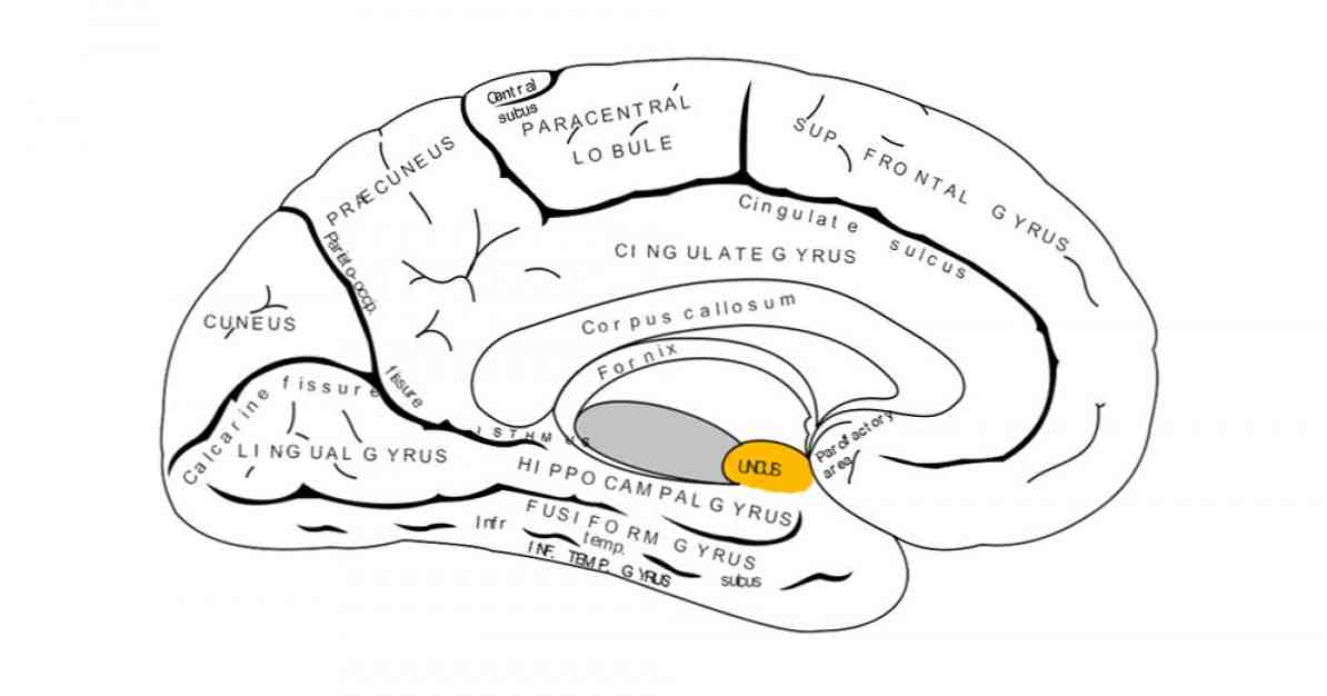 Uncus struktūra ir šios smegenų dalies funkcijos