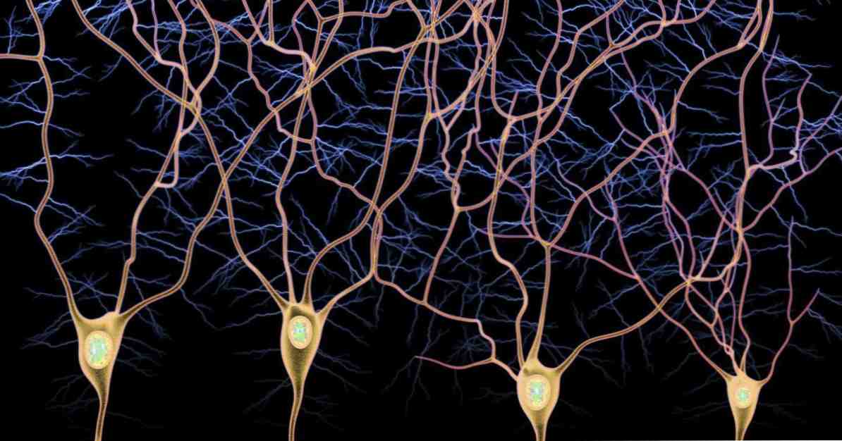 Thông qua hướng tâm và thông qua các loại sợi thần kinh / Khoa học thần kinh