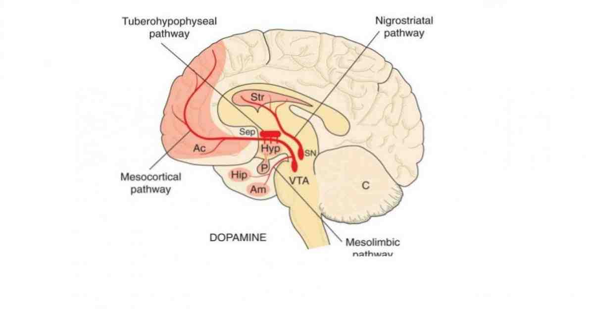 Через мезокортикальні структури, функції і роль у психозах