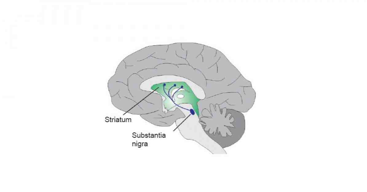 Nigrostriatálna dráha mozgových štruktúr a funkcií