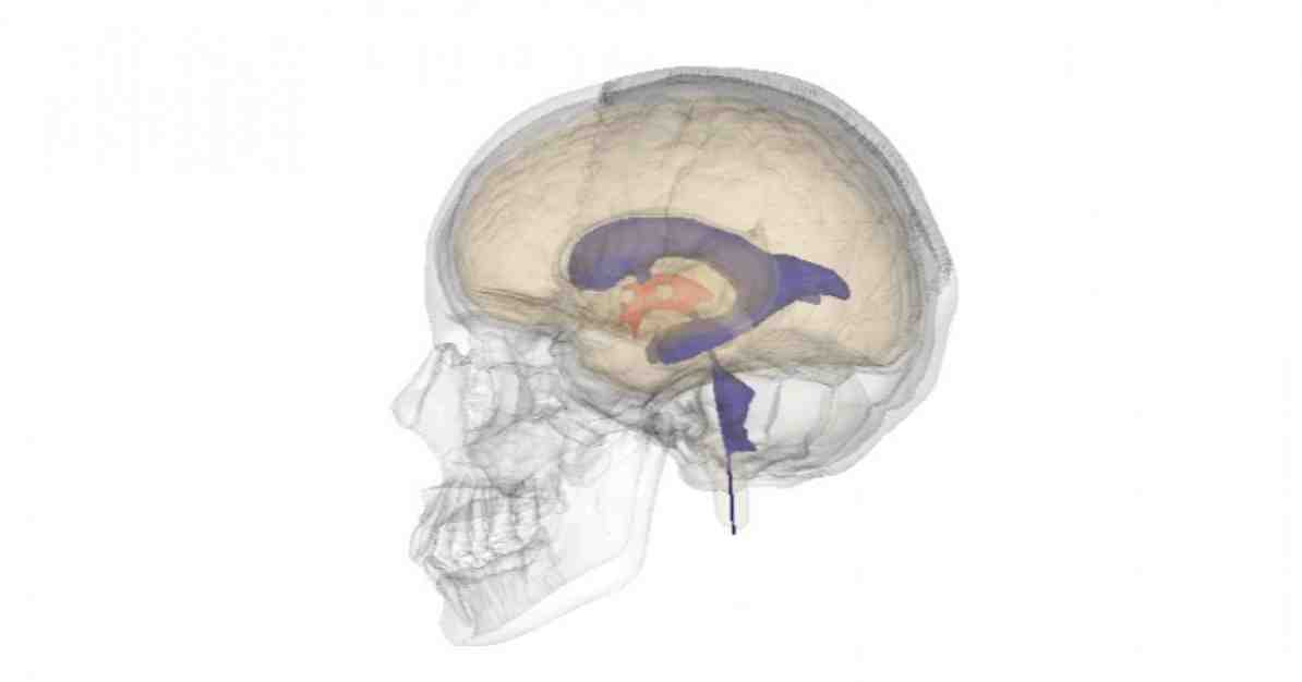 Anatómia mozgových komôr, vlastnosti a funkcie