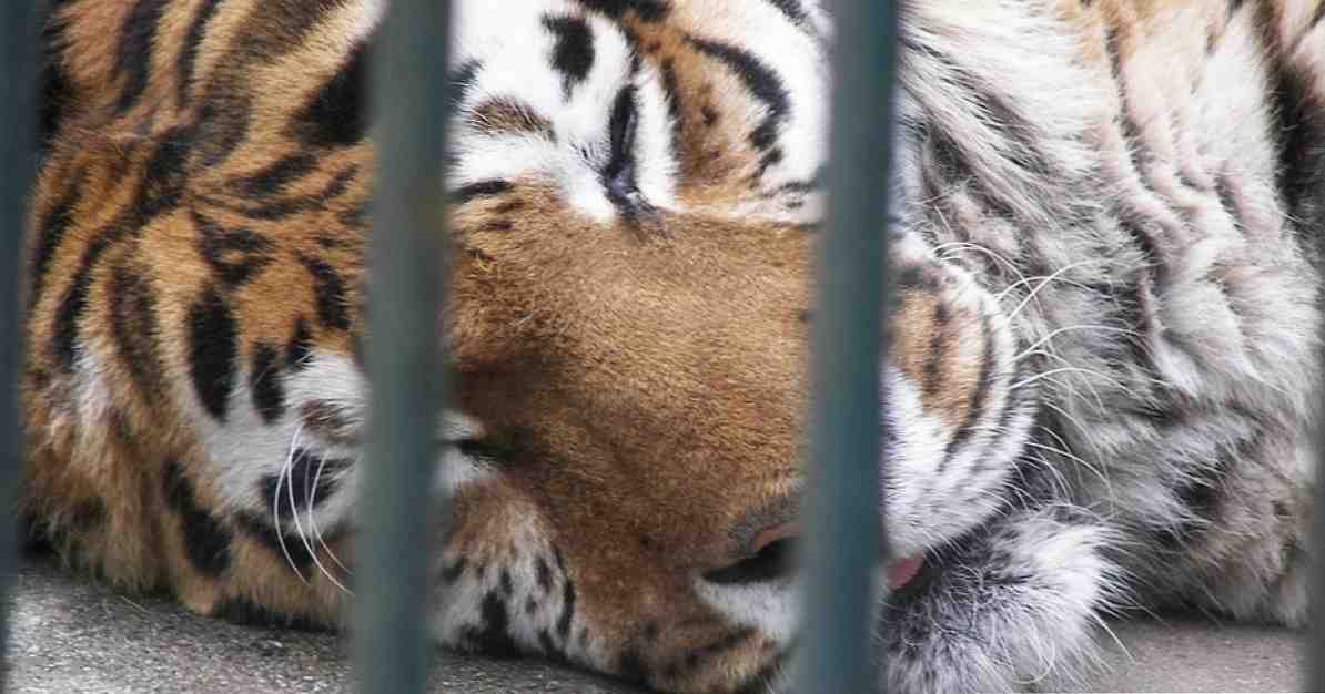 Зоохоза шта је то и како се појављује у заробљеним животињама