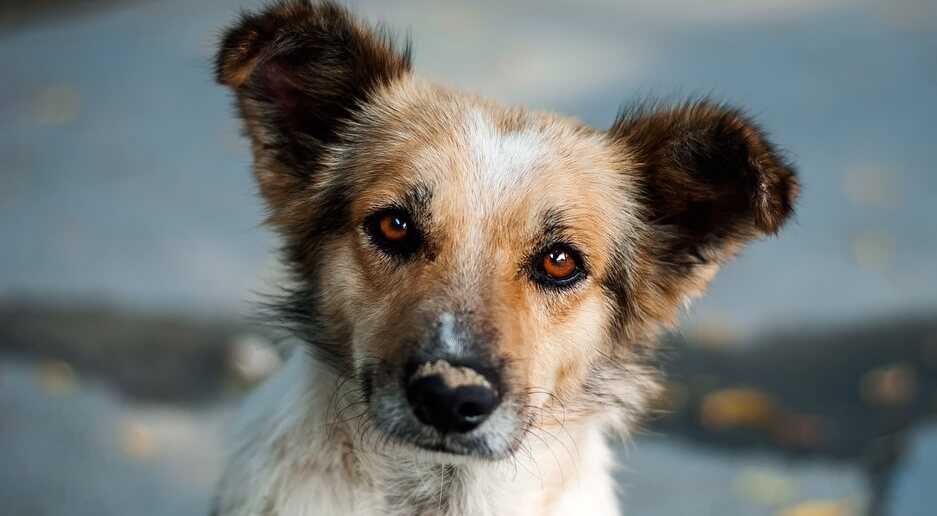 O cachorrinho curioso, uma bela história do destino / Cultura