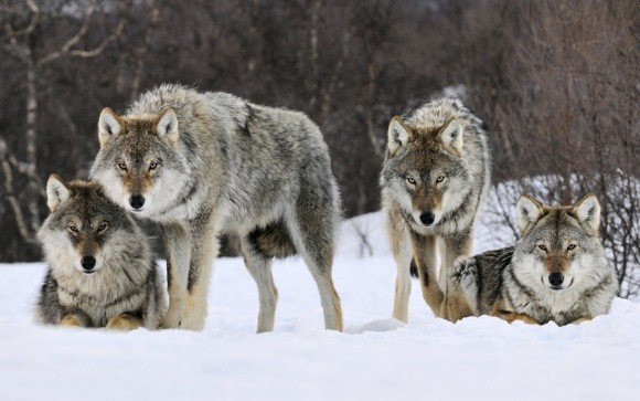 Que pouvons-nous apprendre des loups? / La culture