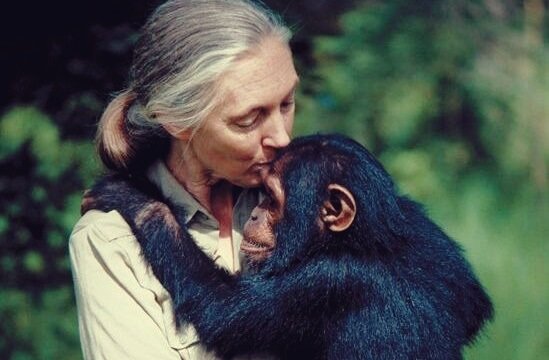 5 phrases de Jane Goodall qui vous feront réfléchir / Bien-être