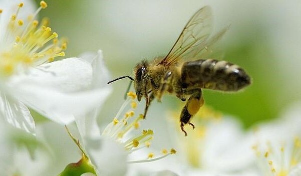 5 oppituntia voimme oppia mehiläisiltä / hyvinvointi