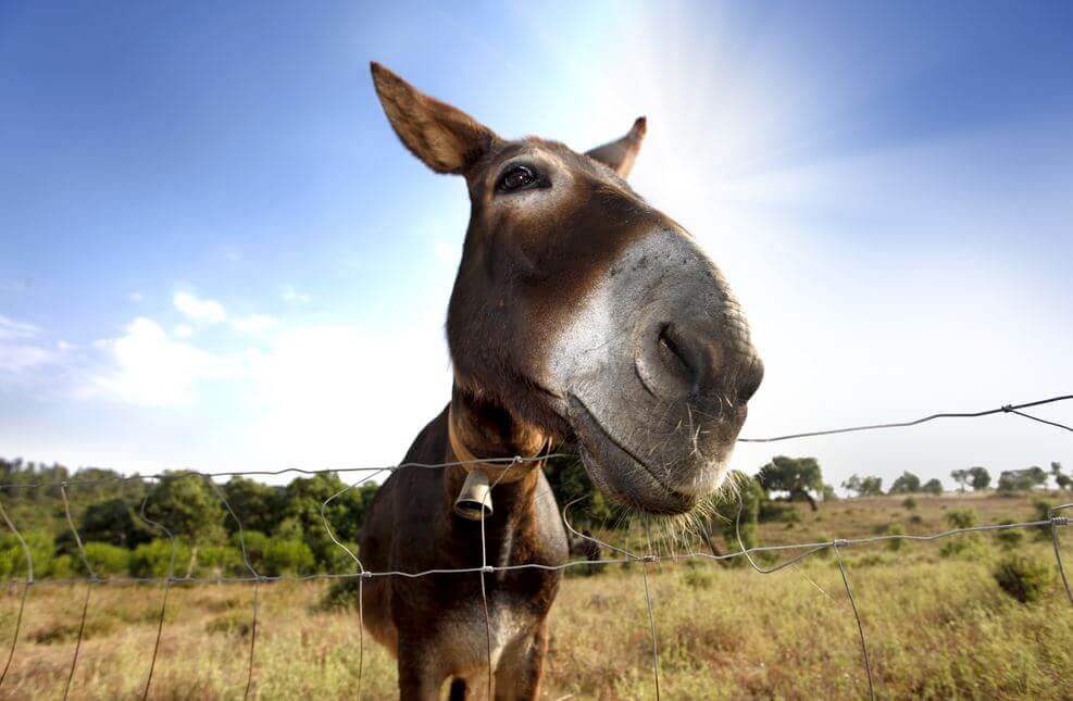 Υπάρχουν άνθρωποι που είναι σαν το Burro de Buridán / Πολιτισμός