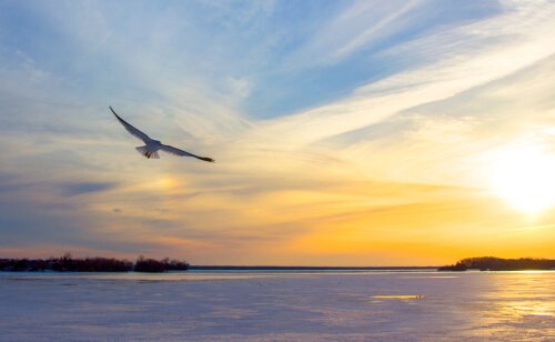 Juan Salvador Gaviota je oklada za sebe / blagostanje