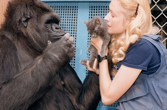 Cerita lembut Koko, gorila paling bijak di dunia / Budaya