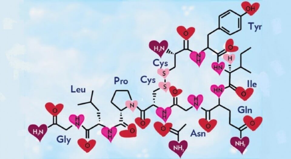 Oksitocīns, mīlestības un laimes hormons / Neiroloģijas