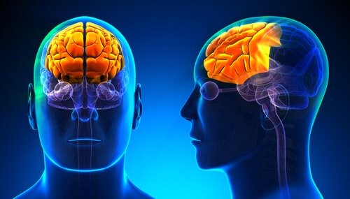 Hvad er frontal lobe? / neurovidenskab