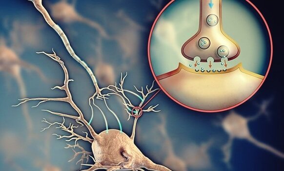 Acetylcholine न्यूरोट्रांसमीटर जो न्यूरॉन्स के बीच संचार की सुविधा प्रदान करता है / न्यूरोसाइंसेस