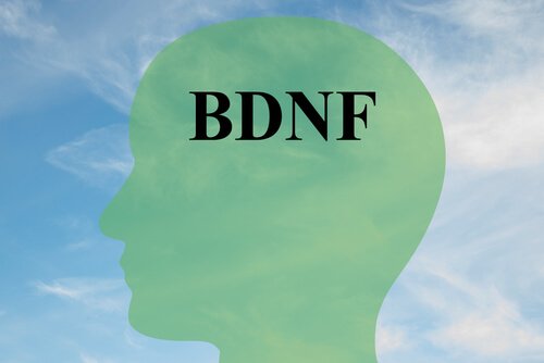 כיצד להגדיל BDNF, חלבון מפתח לתאי המוח בריאים / מדעי המוח