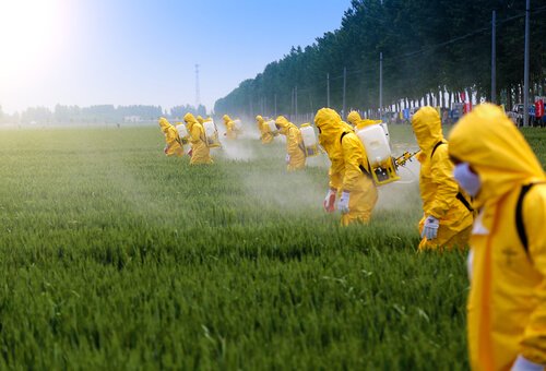 Účinky pesticidů na mozek / Zdraví