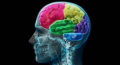 Hjärnan beroende anatomi av tvång och behov / neurovetenskap