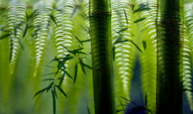 Fern και μπαμπού, ένας μύθος για να κατανοήσουμε την ανθεκτικότητα / Πολιτισμός