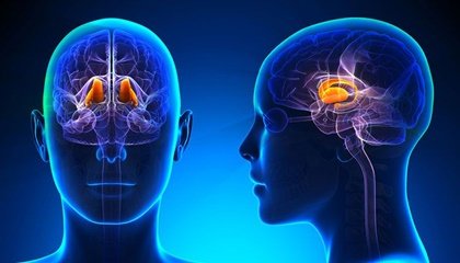 Caratteristiche e funzioni di Epitálamo / neuroscienze