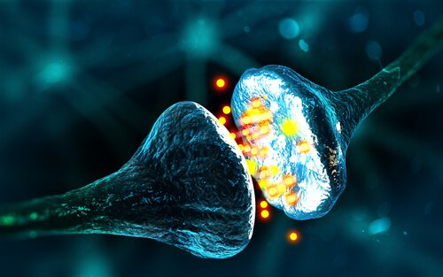 GABA, neurotransmitter dari ketenangan dan relaksasi / Ilmu saraf