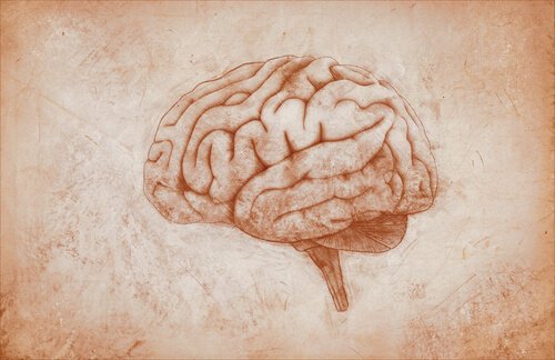 Caractéristiques et fonctions du cortex moteur / Neurosciences