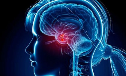 De hypofyse, onze fascinerende meester-klier / neurowetenschappen