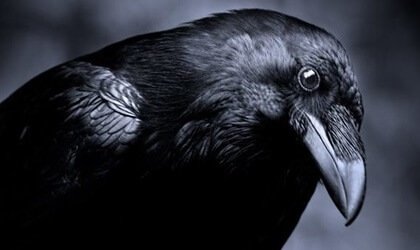 L'intelligence dans le monde animal les corbeaux / La culture