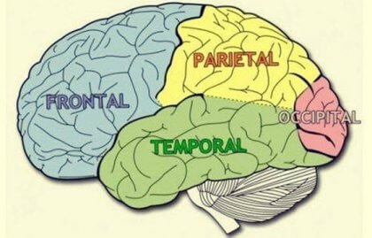 Aivojen lohkojen ominaisuudet ja toiminnot / neurotieteiden
