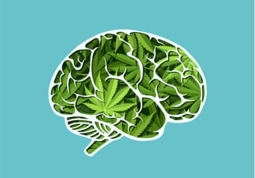 Влиянието на канабиса върху мозъка в дългосрочен план / невронауки
