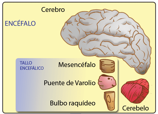 Midbrain funkcijas un funkcijas / Neiroloģijas