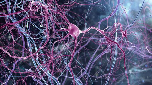 Neuronas rosa mosqueta, eine neue Klasse von Neuronen / Neurowissenschaften