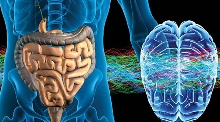 Denk niet maar voel het enterische zenuwstelsel (tweede brein) / neurowetenschappen