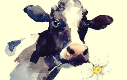 Hodit krávu do rokle, varovný příběh / Kultura
