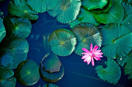 Kolam, legenda Zen lama / Budaya