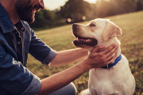 Geschichten von Hunden, die Geschichte geschrieben haben / Kultur